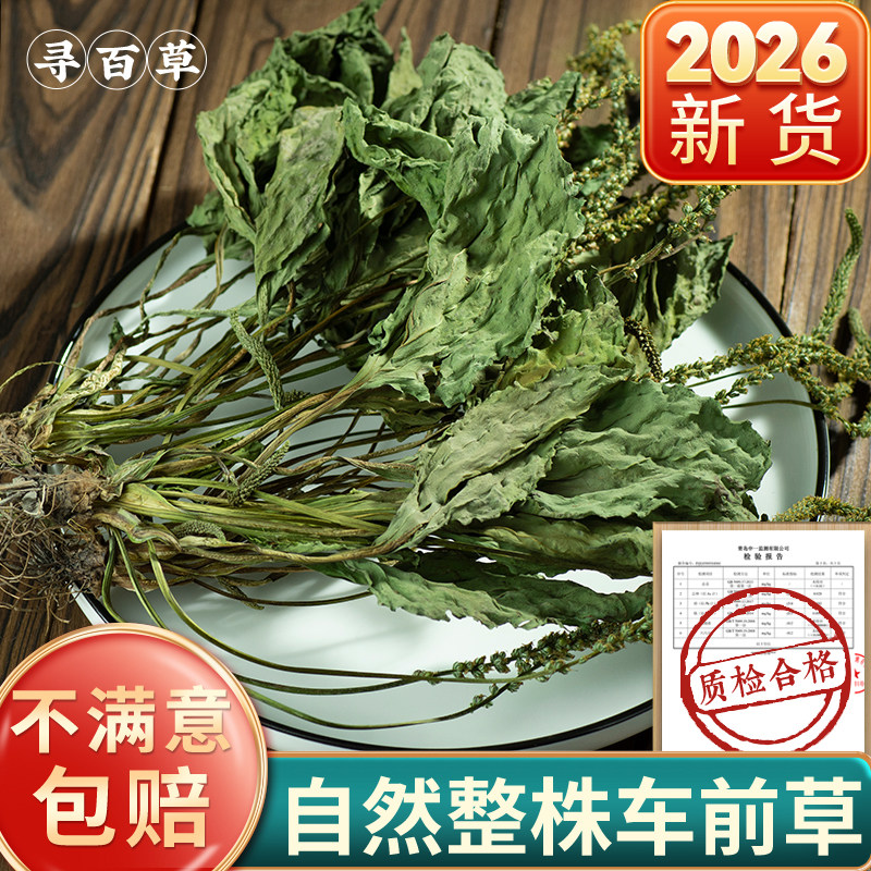 寻百草四川车前草中药材500g野生整株全车前草泡茶新鲜干货车前草