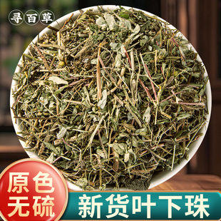 寻百草叶下珠中药材500g野生叶下珠新货珍珠草龙珠草鱼鳞草夜合草