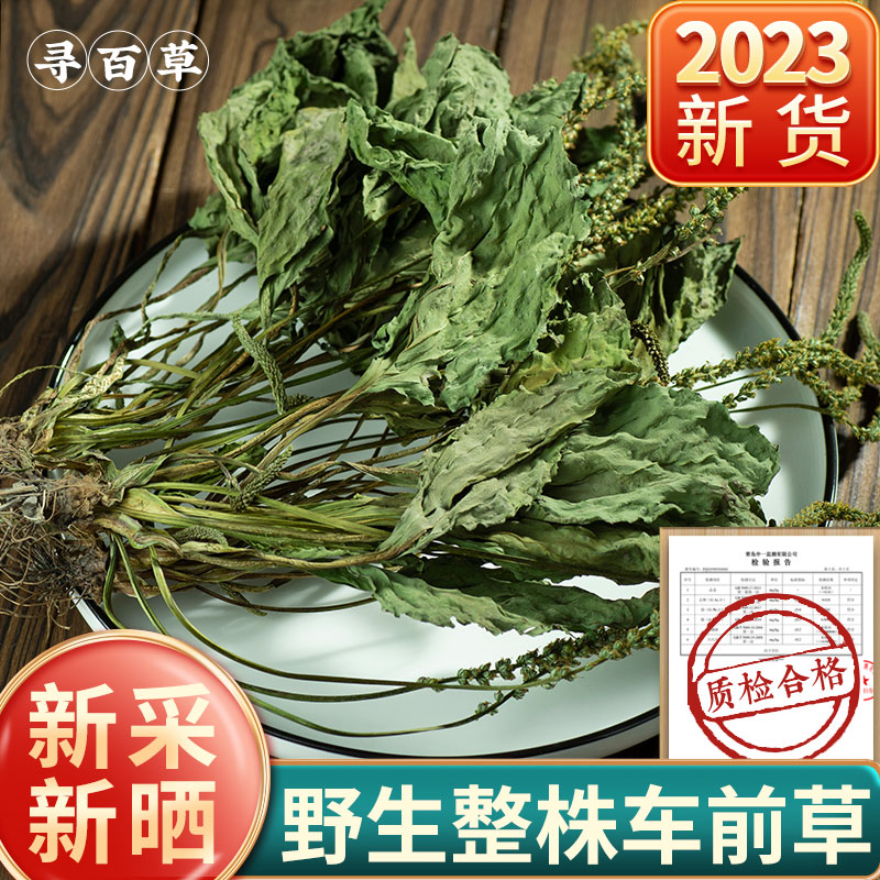 寻百草车前草中药材野生车前草猫爪草泡茶新鲜干货整株袋车轮500g