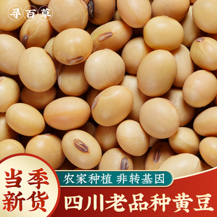 四川老品种黄豆500g土黄豆本地非转基因大豆五谷杂粮打豆浆粗粮