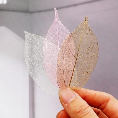 透明配叶51494 日本大地农园/进口永生花配材配饰