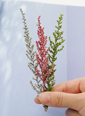 鼠麹草01760 日本大地农园/进口永生花DIY材料/保鲜花/干花