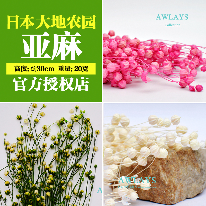 亚麻35010富贵相思豆永生花diy/材料保鲜花材配草类小份1克花盒