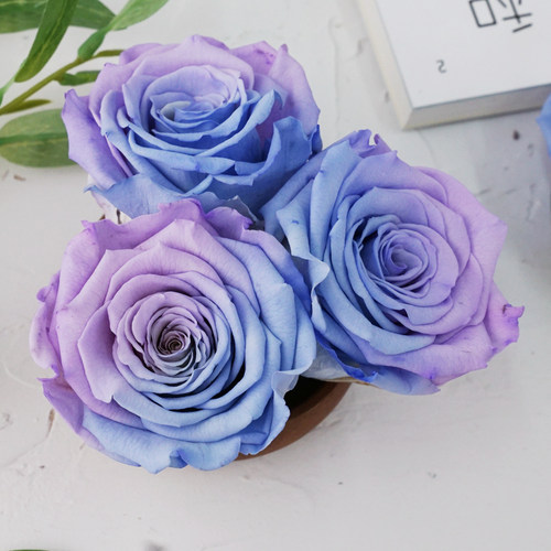 双色roseamordiy单朵永生花
