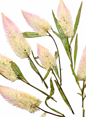 青葙干花野鸡冠花压花植物标本