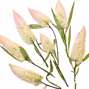 青葙野鸡冠花压花干花 儿童手工diy材料书签蜡烛树叶贴画植物标本