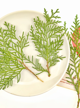 侧柏叶创意手工书签装饰压花干花