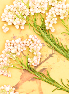 米花澳洲米花干花压花