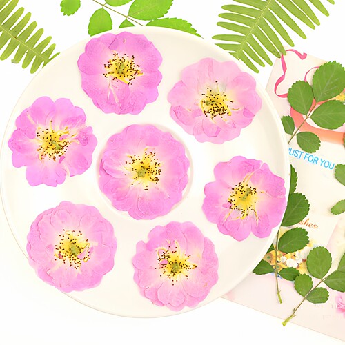 野蔷薇压花干花树叶真植物标本