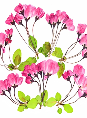垂丝海棠干花压花植物标本相框