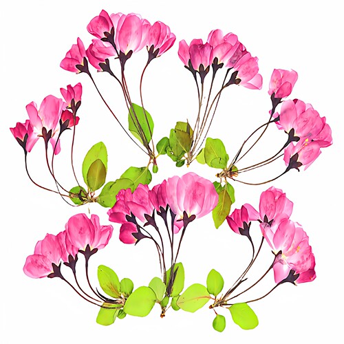 垂丝海棠干花压花植物标本相框