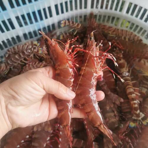 北海海捕船冻大黑虎(鬼虾)(红爪)肉质鲜甜紧实十二只内（五斤340