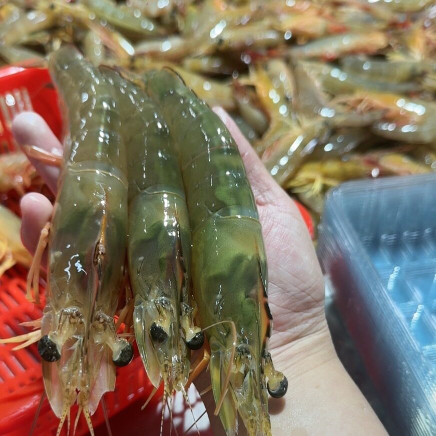 自家渔船当季海捕(有膏大明虾)其它