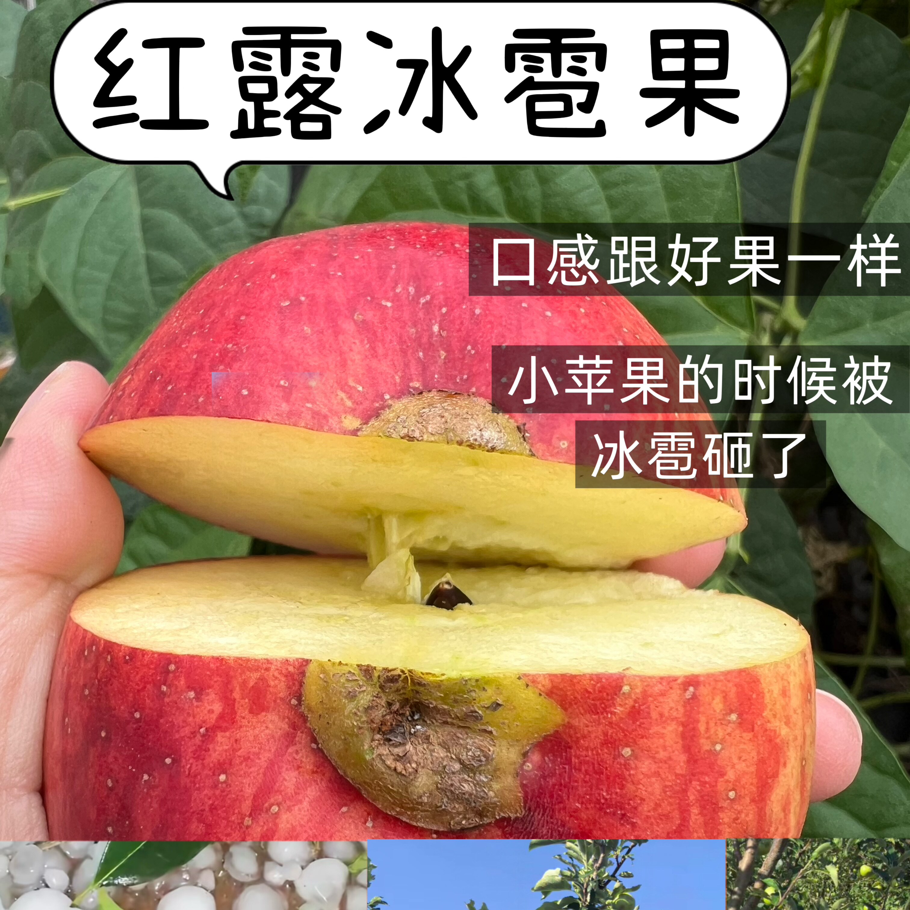 云南昭通红露苹果产地直发口感跟苹果