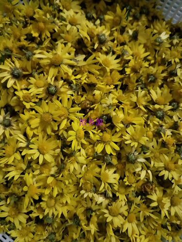 湖北产小朵黄色菊花新干花菊花