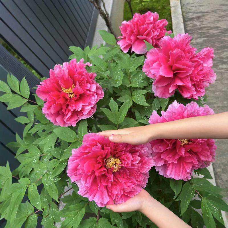 牡丹花苗进口花王红色系珍贵品种牡丹/芍药