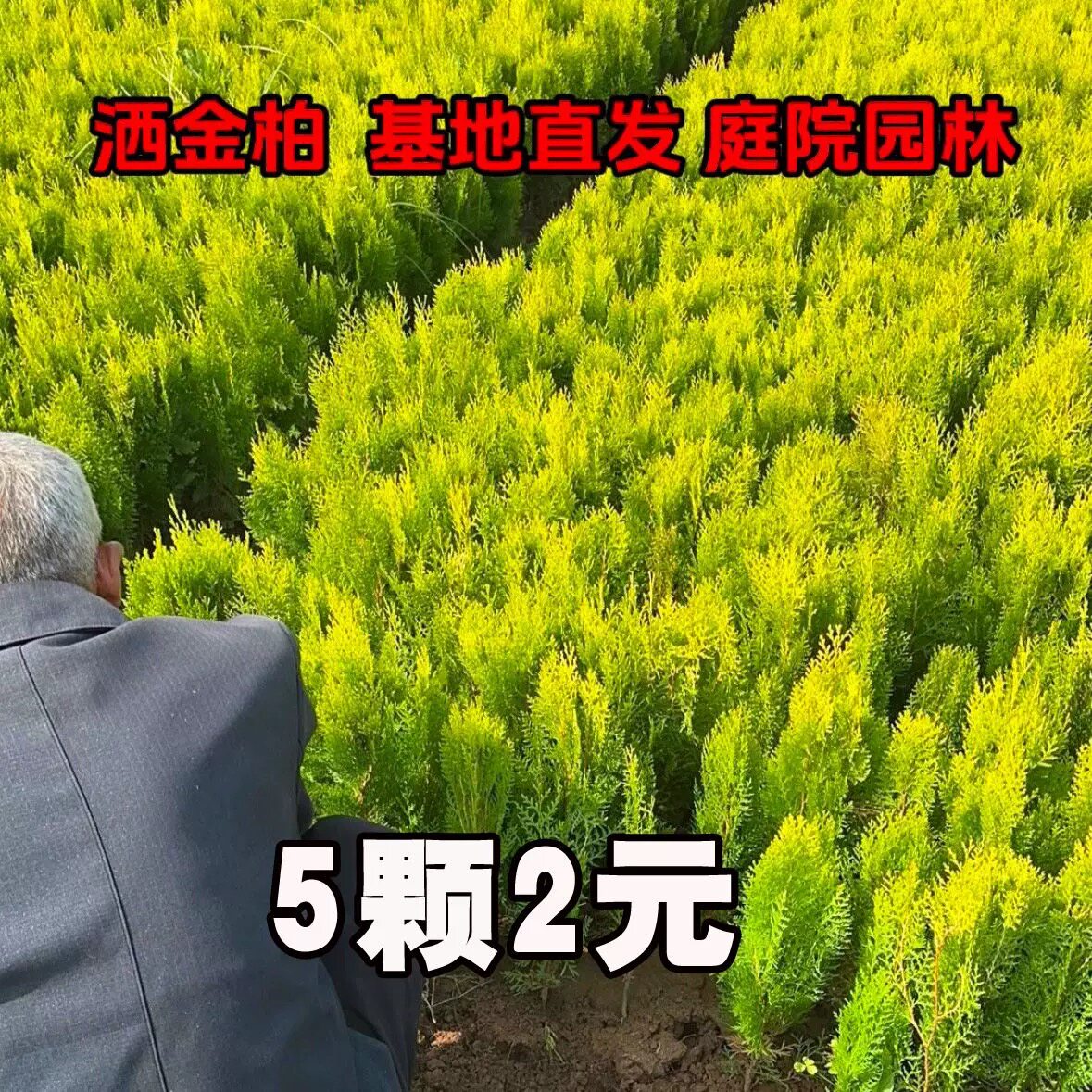 洒金柏树苗松柏苗木盆栽地栽花卉