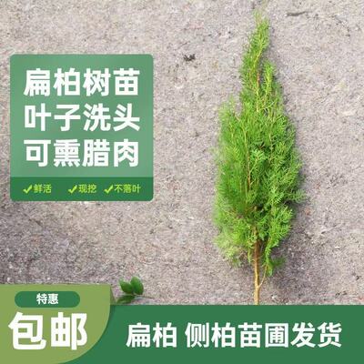 柏树树苗 塔柏 扁柏松柏侧柏树苗圆柏松树宝塔松龙柏刺苗绿化包邮