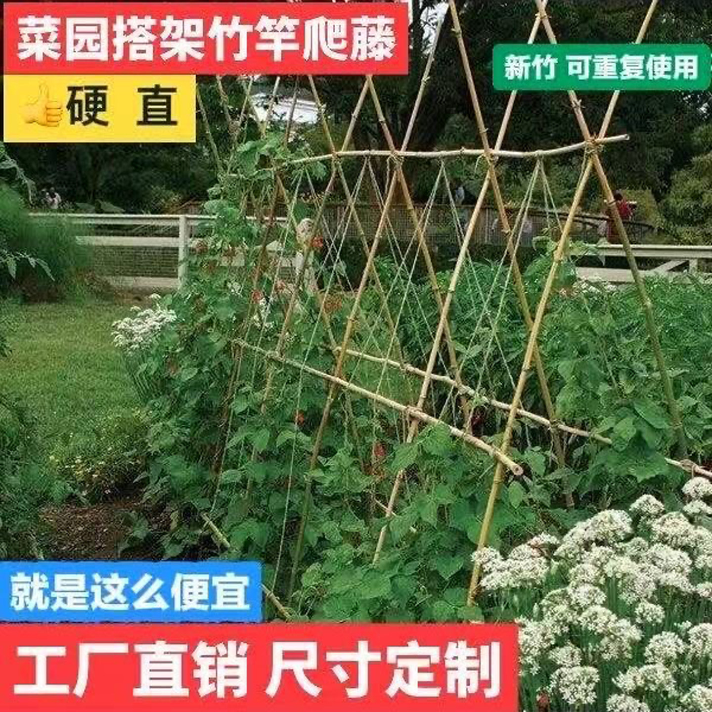 竹竿多用途园艺搭架立杆