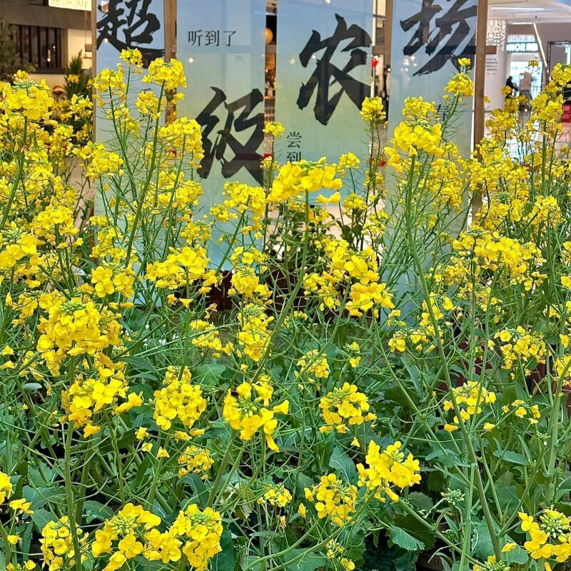 仿真花束3叉油菜花绢花假花人造花工程景观布景园艺影楼商场布置