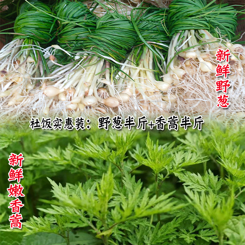 贵州新鲜山葱食用香蒿社饭材料