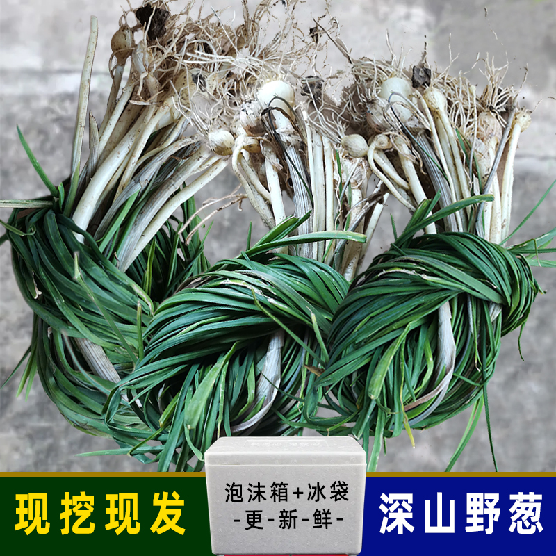 深山新鲜野蒜食用野生当季野菜时令野葱现挖农家薤白绿色山葱泡沫