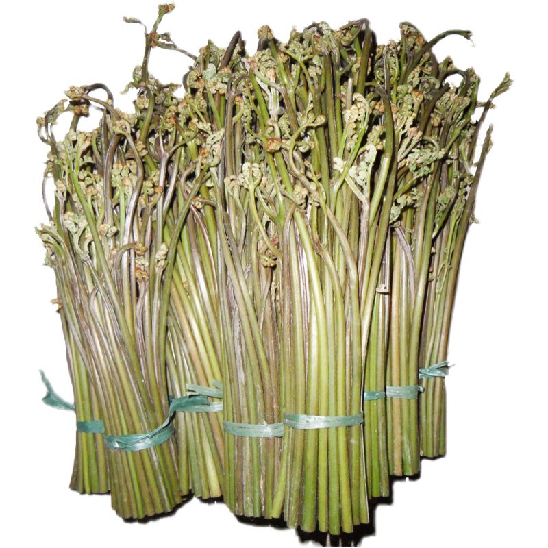 贵州特产新鲜野生蕨菜农家龙爪野菜现摘甜蕨苔凉拌下饭菜 5斤包邮