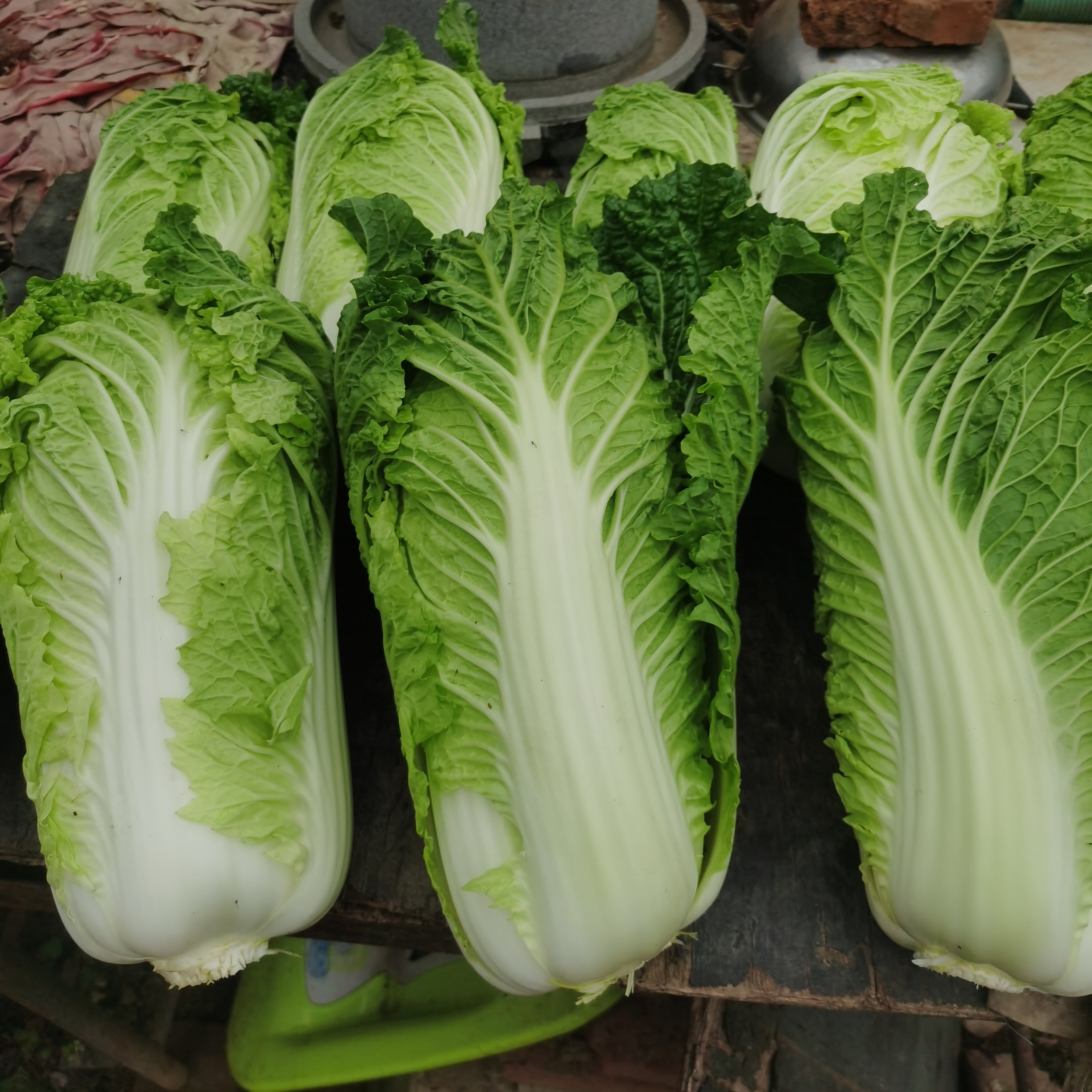 旮旯农场直供生态大白菜生态标准种植无化学农药化肥除草剂5斤装