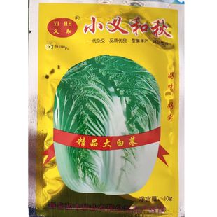 义和秋 小义和秋白菜种子 产量高胶东胶州大白菜品种 秋季种植10g