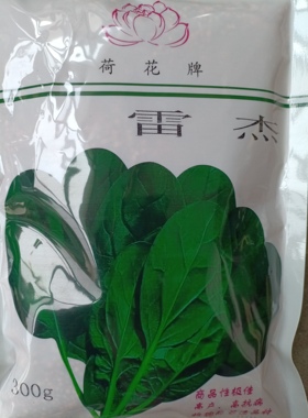 菠菜种子 抗病高产雷杰300克耐寒铁杆实心 春秋冬种植