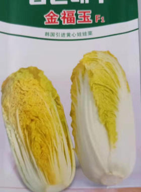 韩国金福黄心早熟高产娃娃菜种子