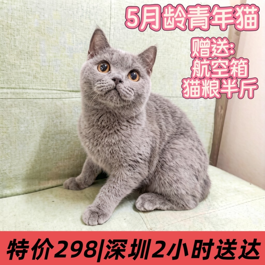 宠物猫公猫大脸盘的英短蓝猫 6月龄