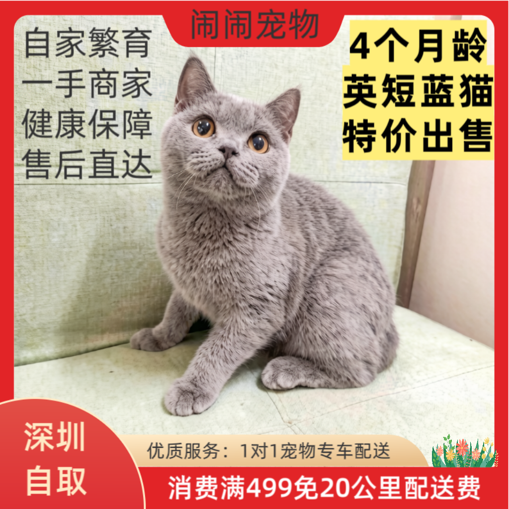宠物猫公猫大脸盘的英短蓝猫