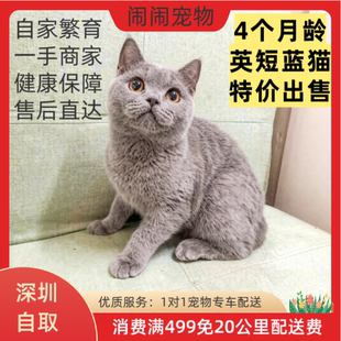 宠物猫公猫大脸盘的英短蓝猫