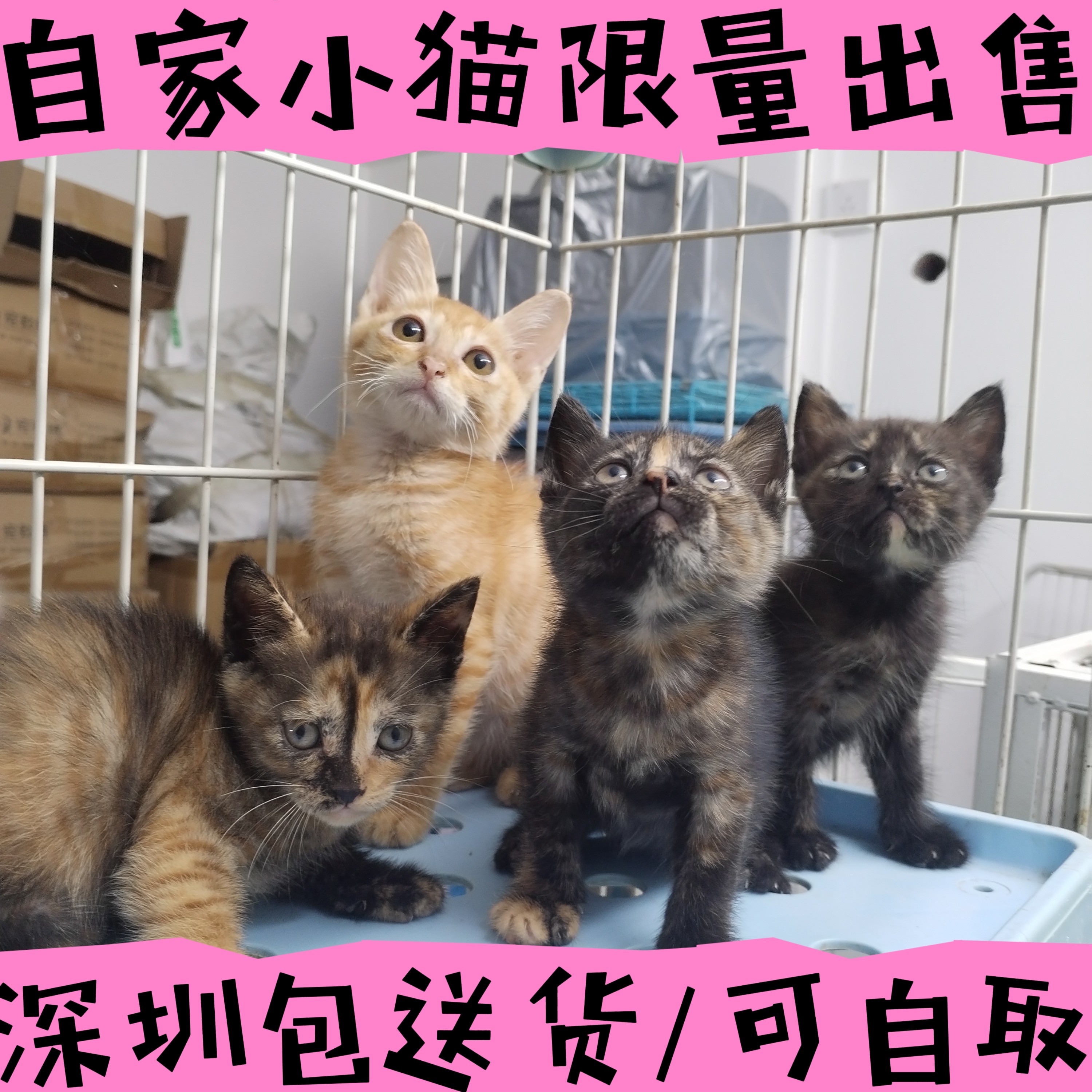 深圳本地宠物猫活体自取OR配送