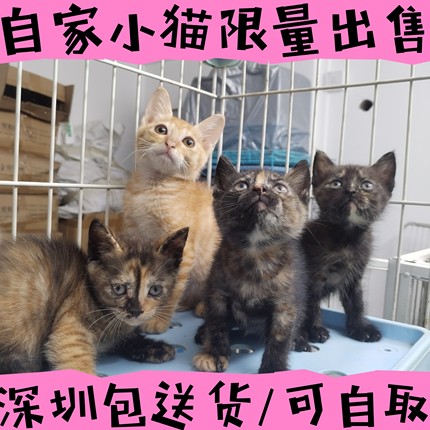 【清笼特价】混血田园猫 橘猫小猫 三花猫 代帽猫 活体 宠物猫