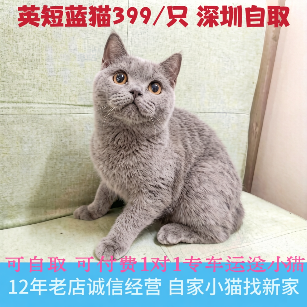 英短蓝猫宠物深圳可自取or配送