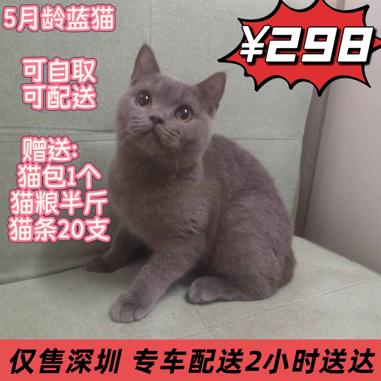 英短蓝猫宠物深圳可自取or配送