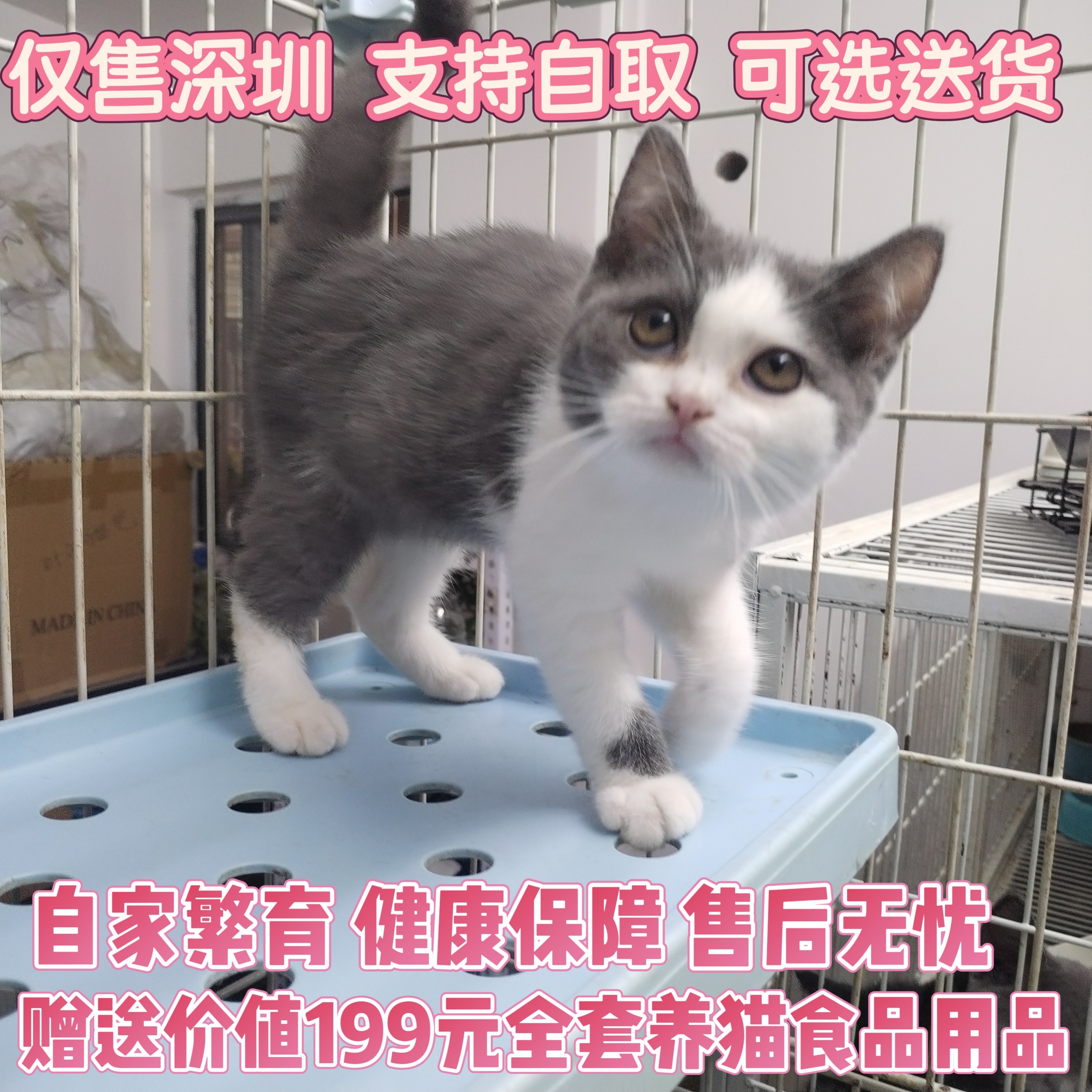 【仅售深圳】英短蓝白蓝猫 英国短毛猫 3个月 猫咪 可自提可送货