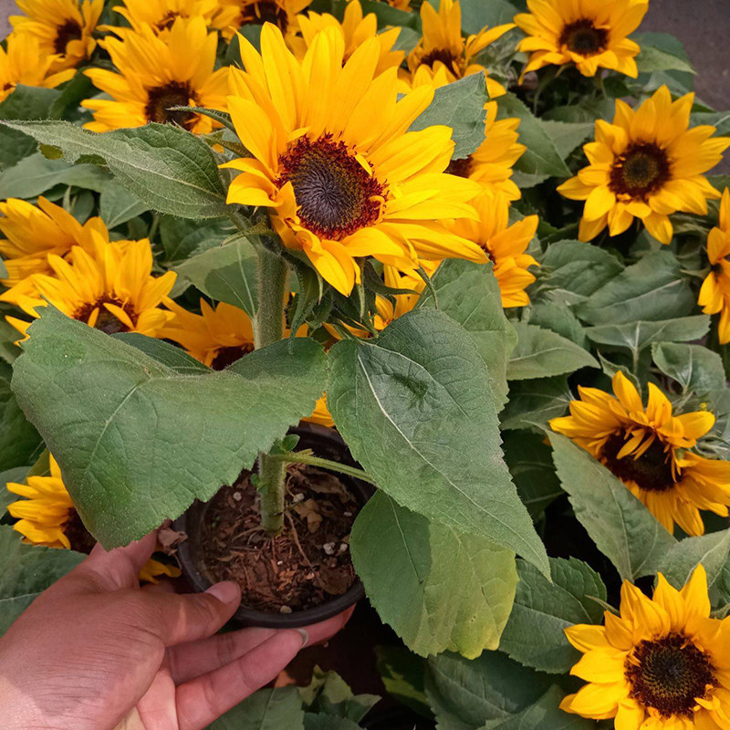 矮生多头向日葵种子观赏盆栽室内室外太阳花小葵花籽春季四季种孑