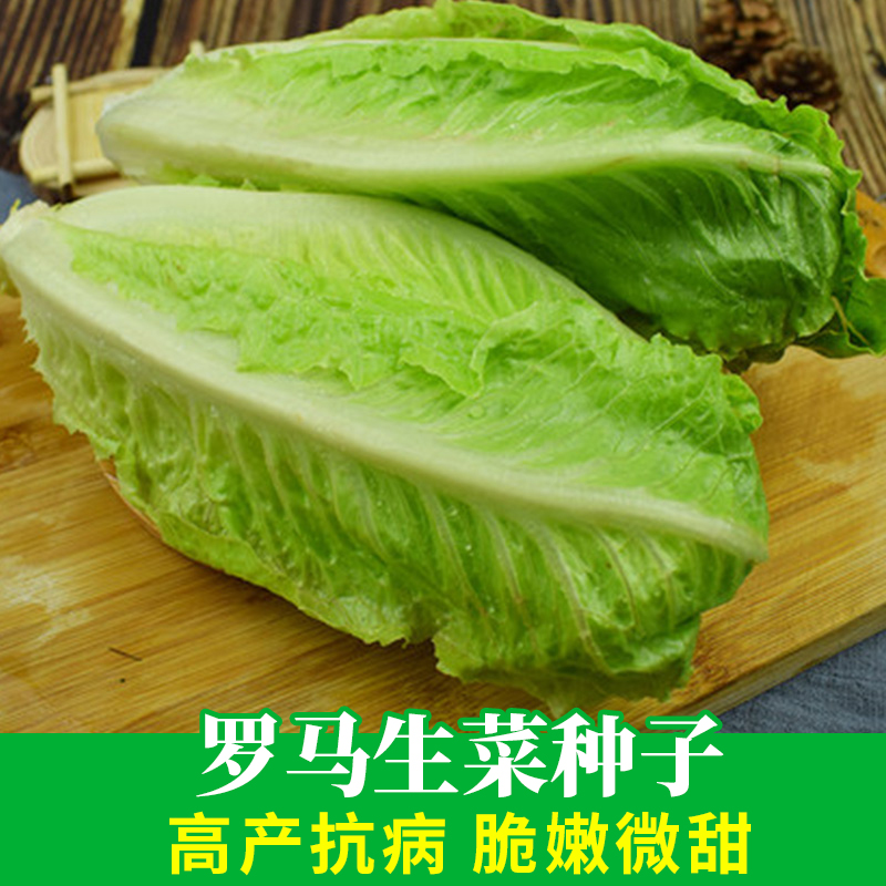 罗马生菜种孑菜种籽秋冬季四季蔬菜种子大全耐寒农家生菜种籽易种