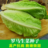 罗马生菜种孑菜种籽秋冬季 蔬菜种子大全耐寒农家生菜种籽易种 四季