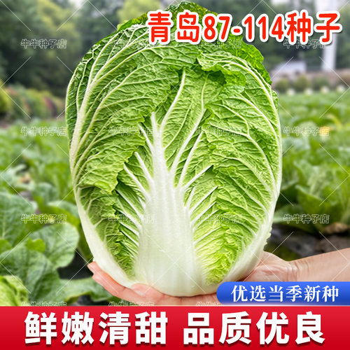 大白菜种子夏秋播山东黄心