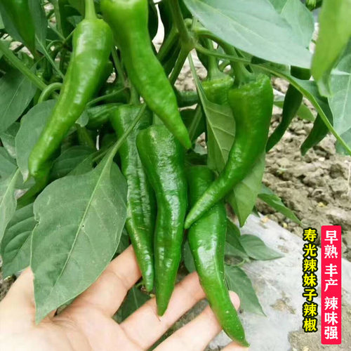 超辣辣妹子辣椒种子苗青椒红椒干椒辣椒种籽辣味浓高产春季蔬菜孑 - 封面