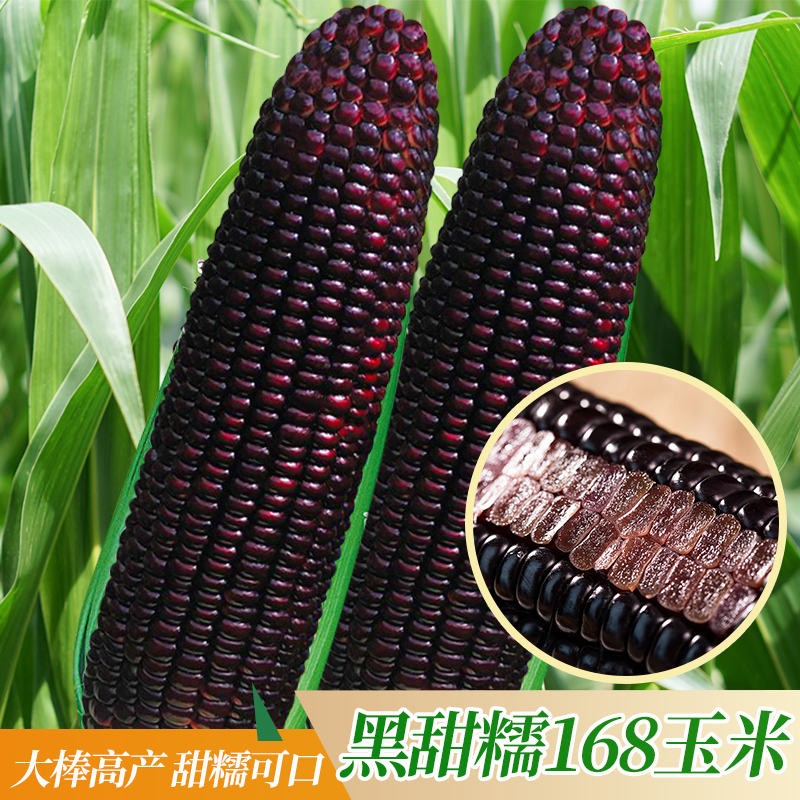 黑玉米种子四季高产特大非转基因黑甜糯玉米种籽超甜水果玉米种孑