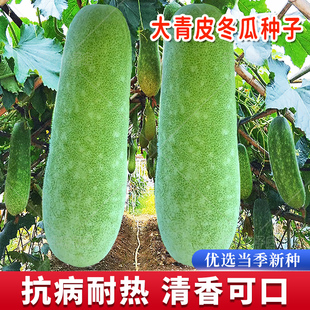 冬瓜种籽特大巨型青皮冬瓜种子农家四季春夏秋瓜果阳台蔬菜种孑苗