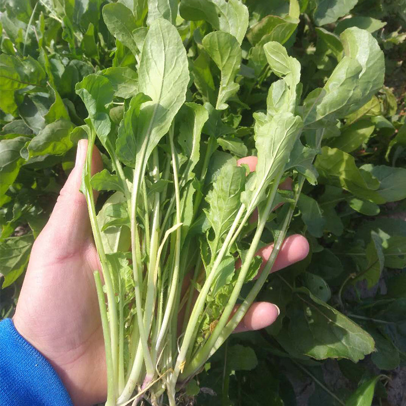 东北大叶臭菜种籽芝麻菜野菜种子春季秋四季阳台盆栽蔬菜种孑大全