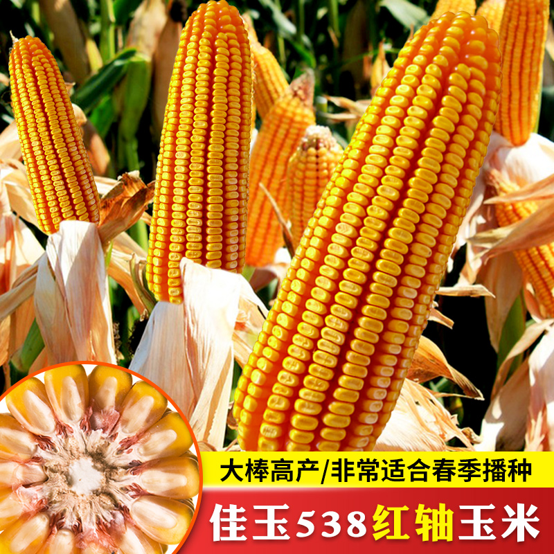 佳玉538玉米种子大田玉米种籽高产大棒四季郑单958玉米种蔬菜大全