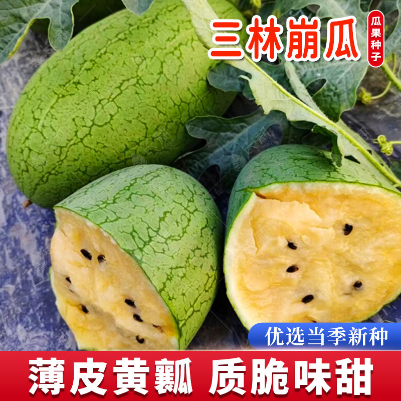 上海三林崩瓜种子超甜薄皮黄肉西瓜种籽春秋四季阳台老品种水果孑