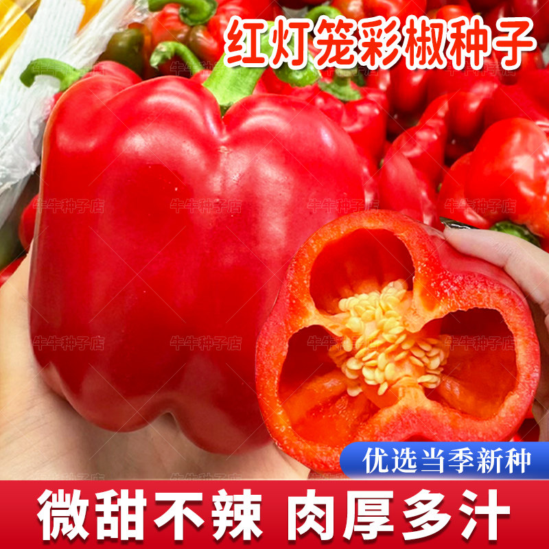 红灯笼甜椒种子红彩椒辣椒种籽苗高产菜椒春四季阳台盆栽蔬菜种孑,农用物资,蔬菜种子/种苗,淘宝优惠券,粉丝福利购,淘宝优惠卷
